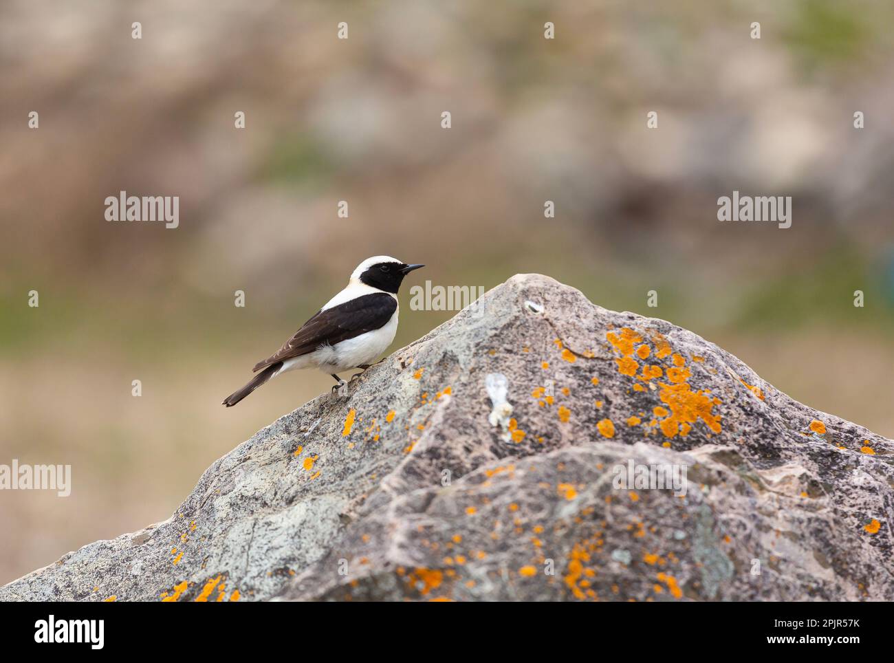 little bird watching around on the stone, Finsch`s Wheatear, Oenanthe finschii Stock Photo